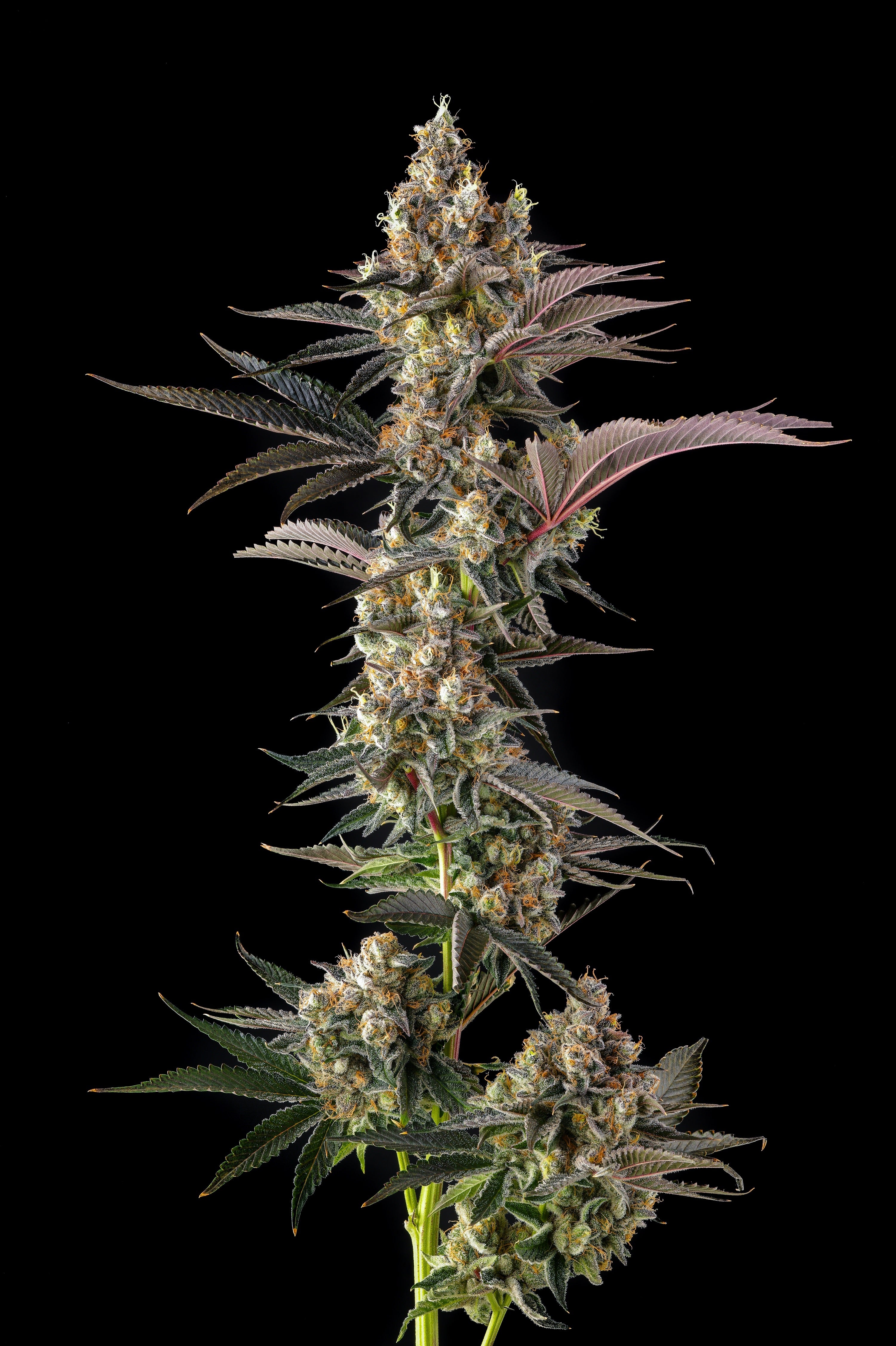 COMPOUND GENETICS – SLG