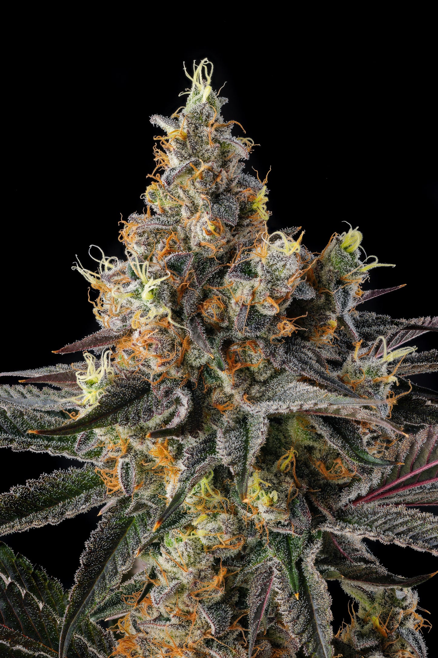 Tostones (Private Banana x Black Amber) FEMINIZED CANNABIS SEEDS