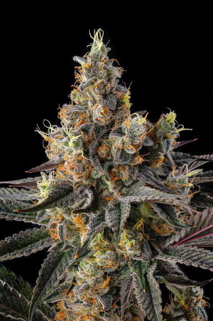 Tostones (Private Banana x Black Amber) FEMINIZED CANNABIS SEEDS