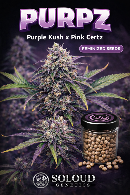 PURPZ (PURPLE KUSH X PINK CERTZ) FEM