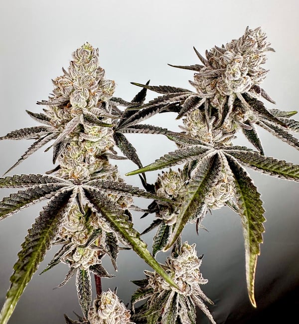 Vapor-Iced Seeds Exotic Genetix