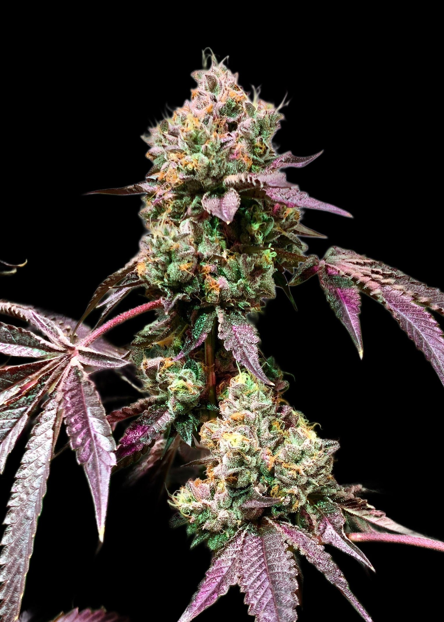 WEDDING CAKE S1 SEEDS