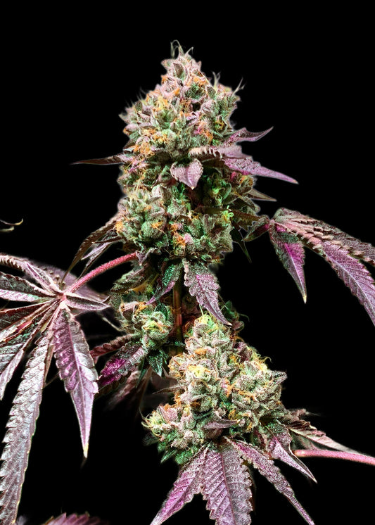 WEDDING CAKE S1 SEEDS