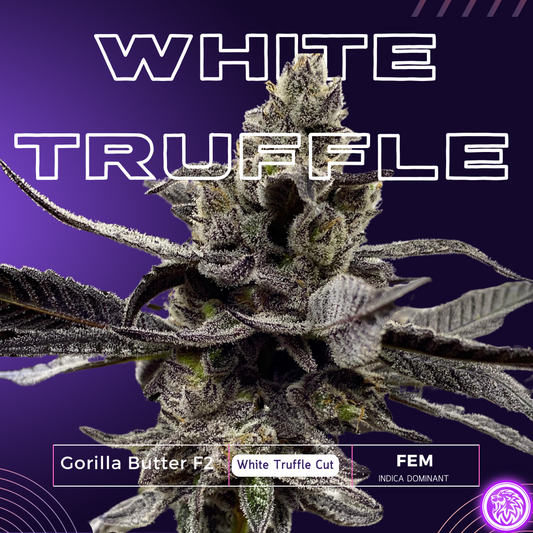 WHITE TRUFFLE STRAIN S1 FEMINIZED SEEDS