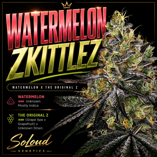 WATERMELON ZKITTLEZ (FEM)