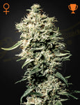 WHITE RHINO Strain by Green House Seed Co. Feminized Seeds  GENETICS Afghan x Brazilian x South Indian.