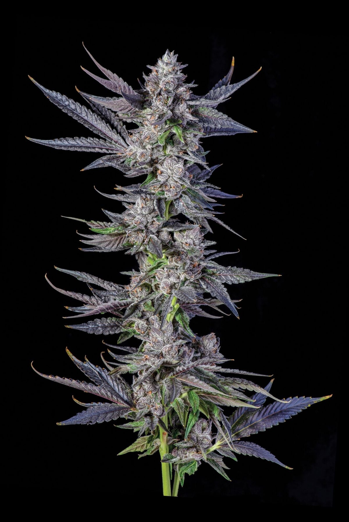 White Runt Blunts RUNTZ CARLTON (WHITE RUNTZ X EYE CANDY) FEM – SLG