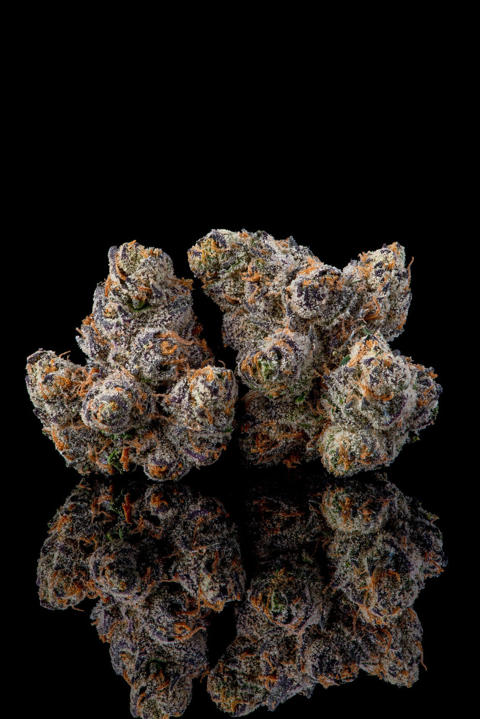White Runt Blunts RUNTZ CARLTON (WHITE RUNTZ X EYE CANDY) FEM – SLG