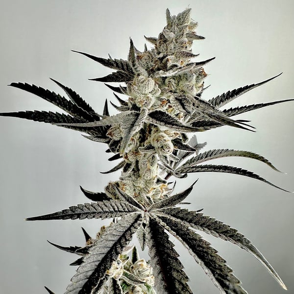 Wicked Fabuloso  Feminized Seeds