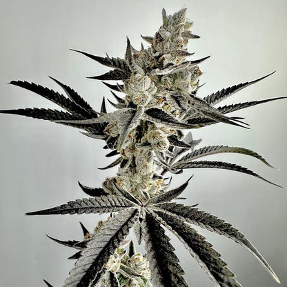 Wicked Fabuloso  Feminized Seeds