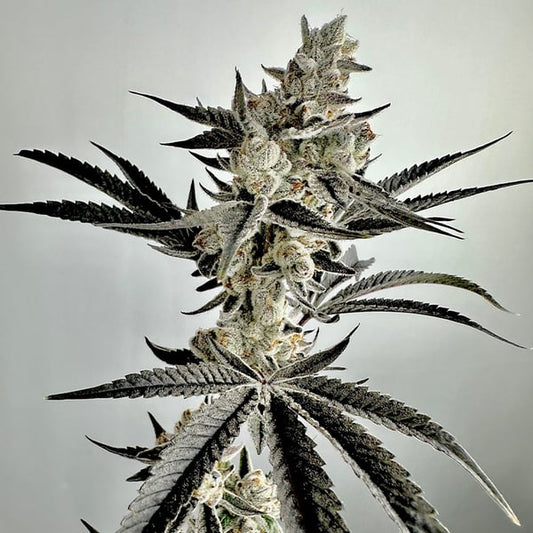 Wicked Fabuloso  Feminized Seeds