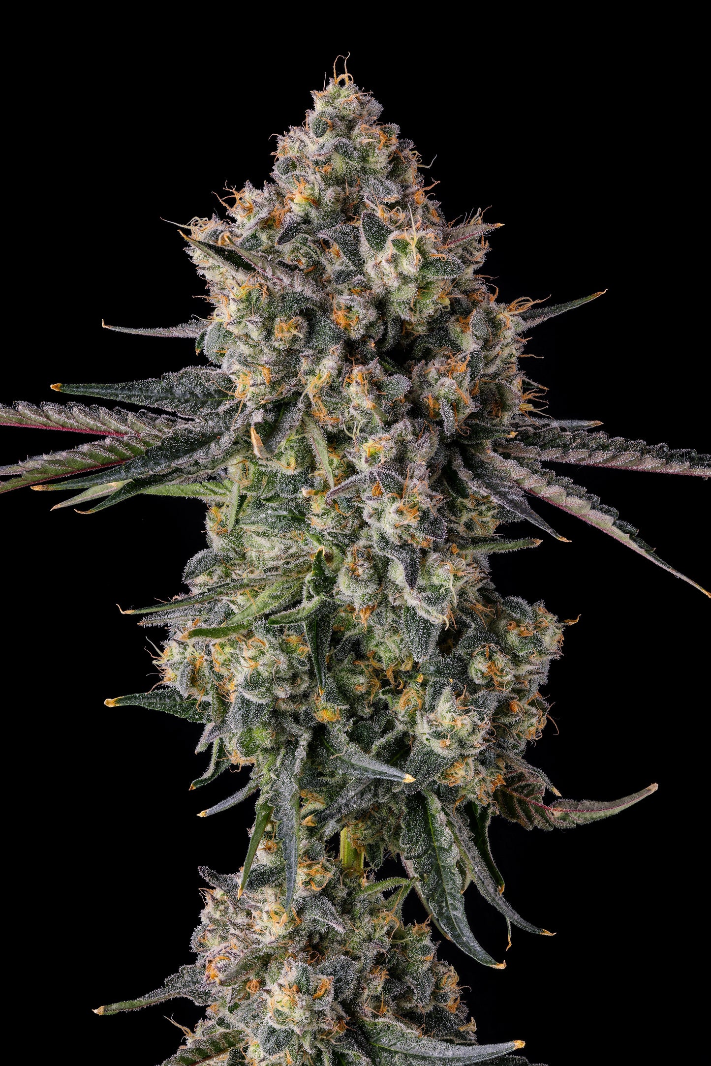 ZHAMPAGNE (BLUE NERDZ X PAVÉ) FEM