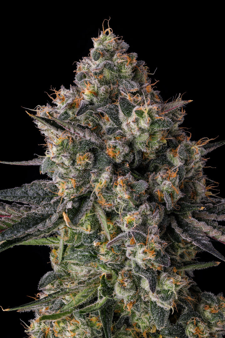 Compound Genetics Pave COMPOUND GENETICS – SLG