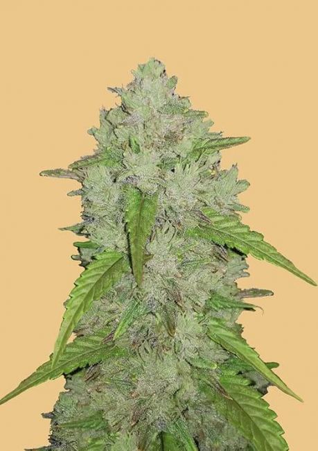 Original Amnesia Haze Auto Fem Seeds USA