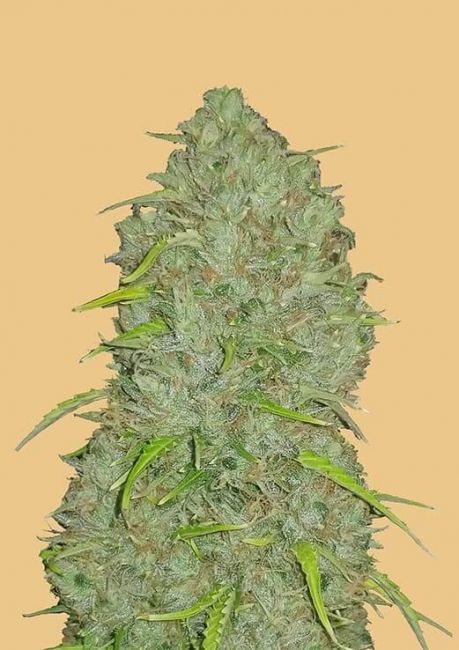 Original Jack Herer Auto Fem Seeds USA