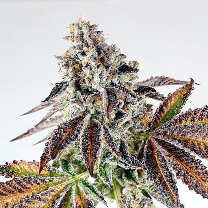 Animal mints s1 feminized cannabis  seeds