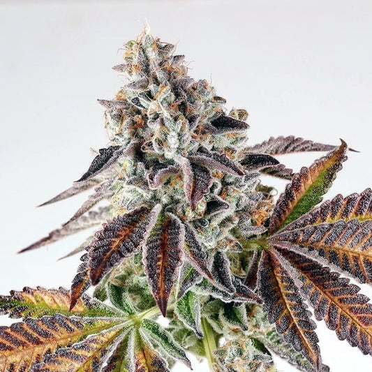 Animal mints s1 feminized cannabis  seeds