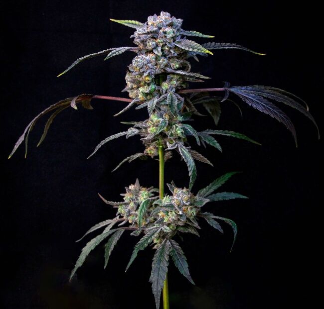 Banana Cream Pop Strain Feminized Seeds Compound Genetics