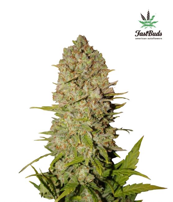 Pineapple Express Auto Fem Seeds USA