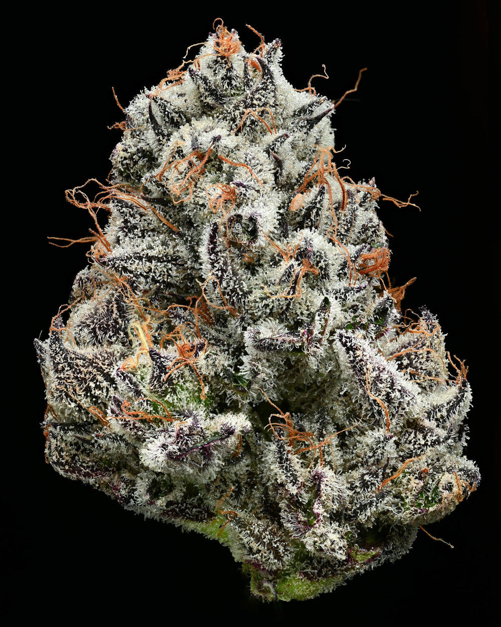 BLACK CHERRY GUSHERS (FEM)