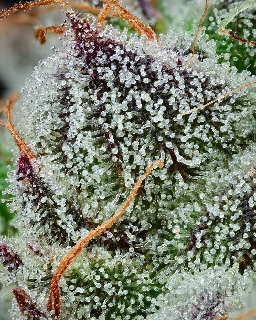 BLACK CHERRY GUSHERS (FEM)