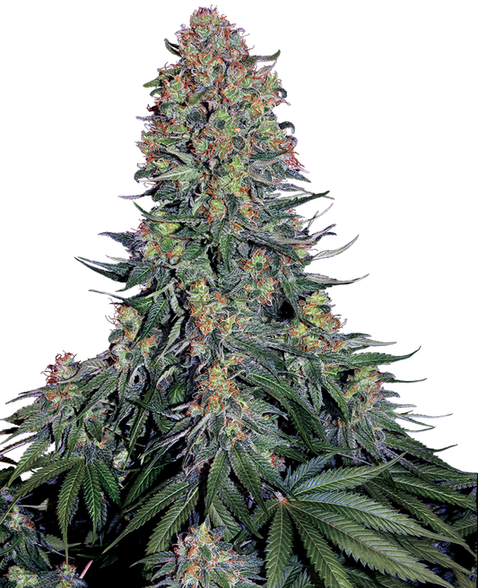 BLUE SKUNK FEMINIZED SEEDS