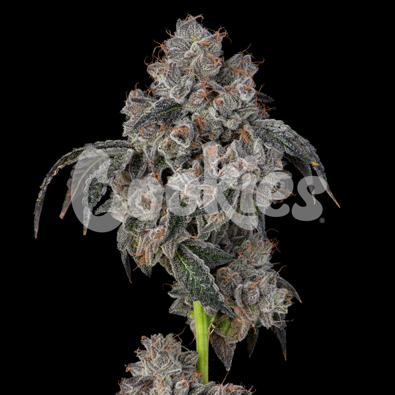 BLUEBERRY CHERRIES STRAIN FEMINIZED SEEDS OREGON ’85 BLUEBERRY X (CHERRY PIE X PLANET PURPLE) COOKIES