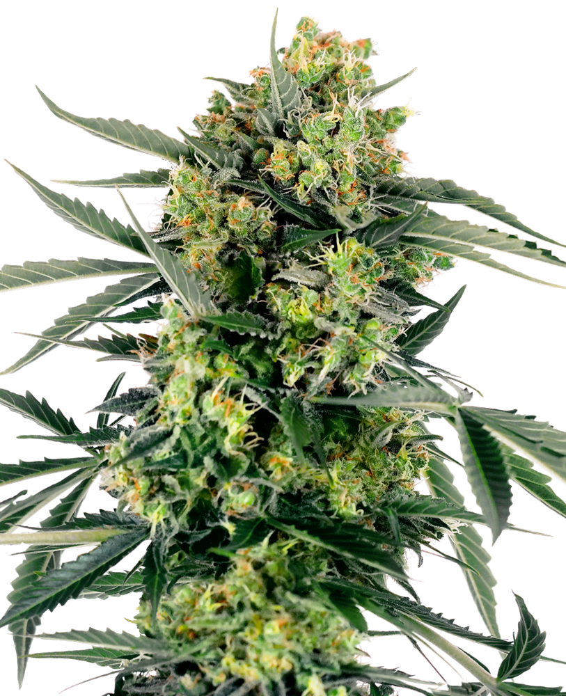 BLUEBERRY ZKITTLEZ AUTO SENSI SEEDS FEMINIZED FEMINISED