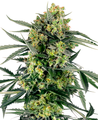 BLUEBERRY ZKITTLEZ AUTO SENSI SEEDS FEMINIZED FEMINISED