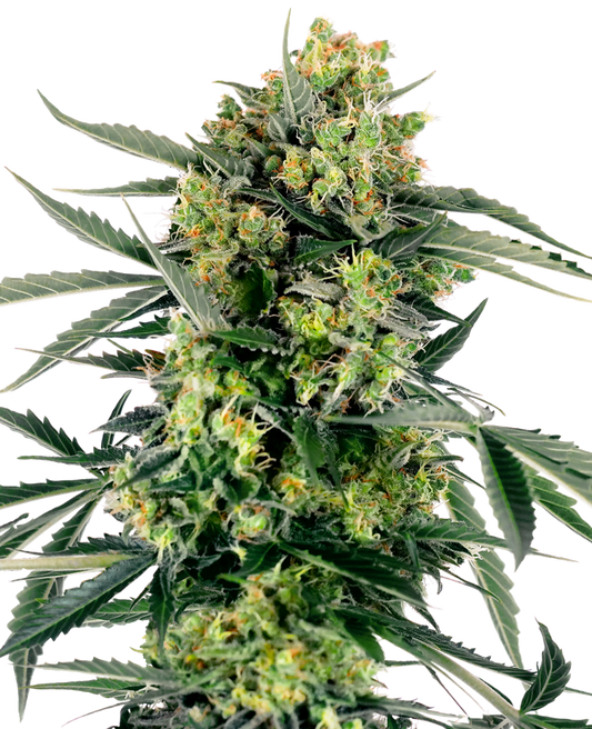 BLUEBERRY ZKITTLEZ AUTO SENSI SEEDS FEMINIZED FEMINISED