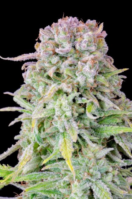 Original Afghan Kush Auto Fem Seeds USA