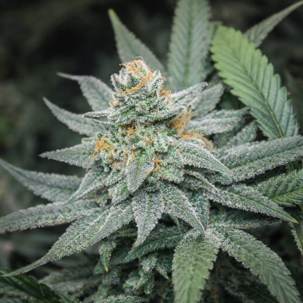 FROSTED FRUIT LOOPS (CEREAL MILK X PINK CERTZ) FEM