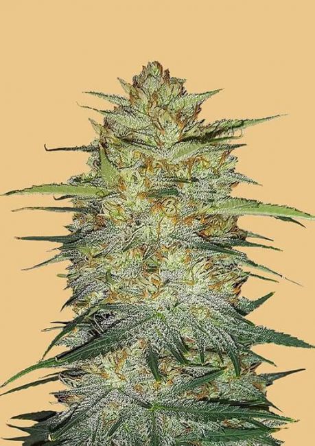 Original OG Kush Auto Fem Seeds USA