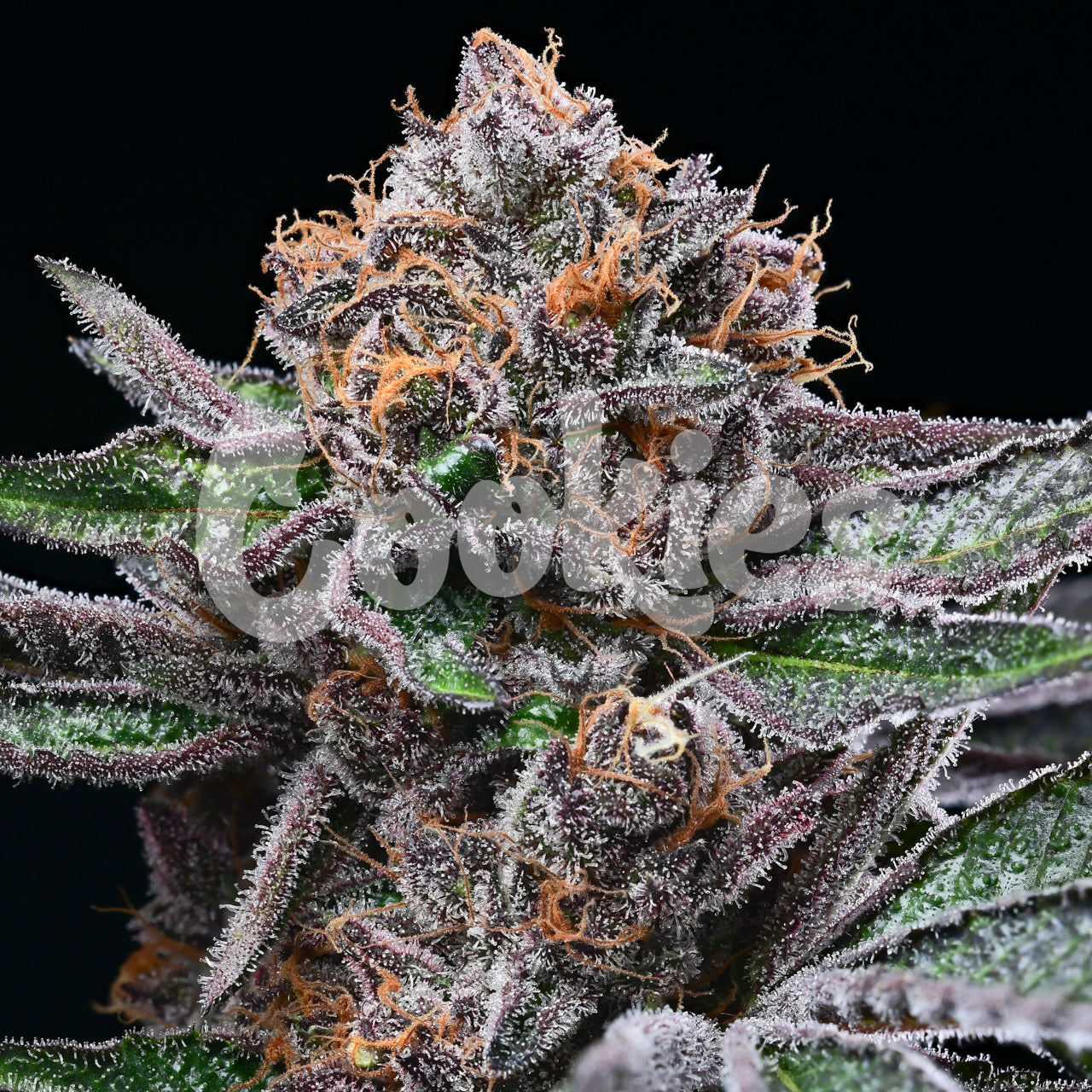 CANDY CANDY RUNTZ X CHERRY PIE X PLANET PURPLE STRAIN FEMINIZED SEEDS COOKIES