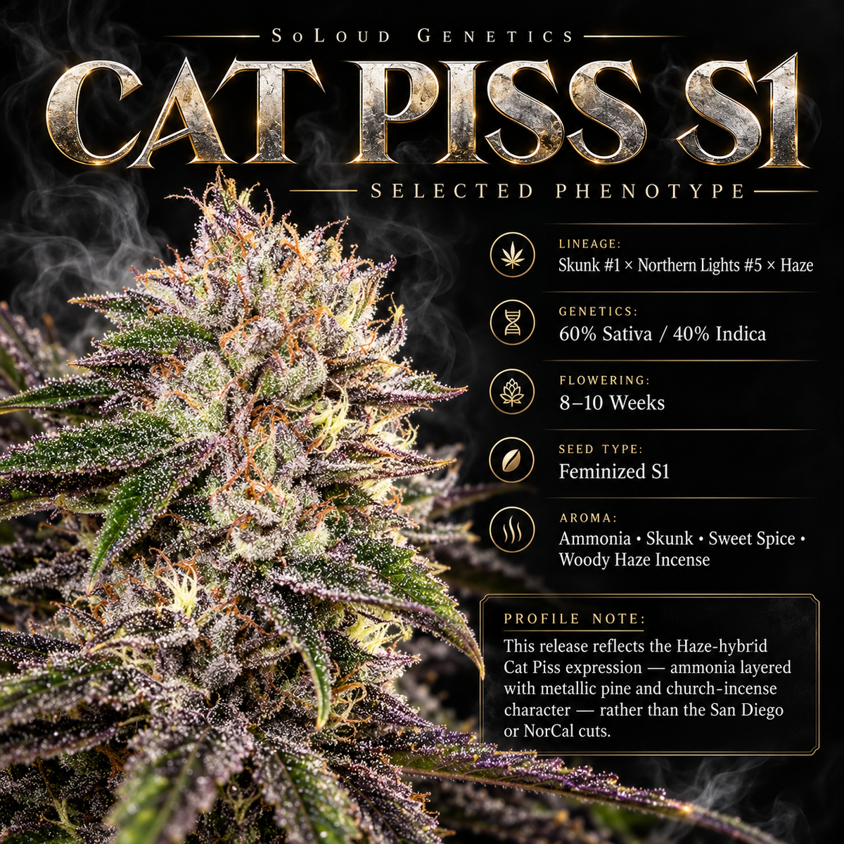 CAT PISS S1 — SoLoud Genetics