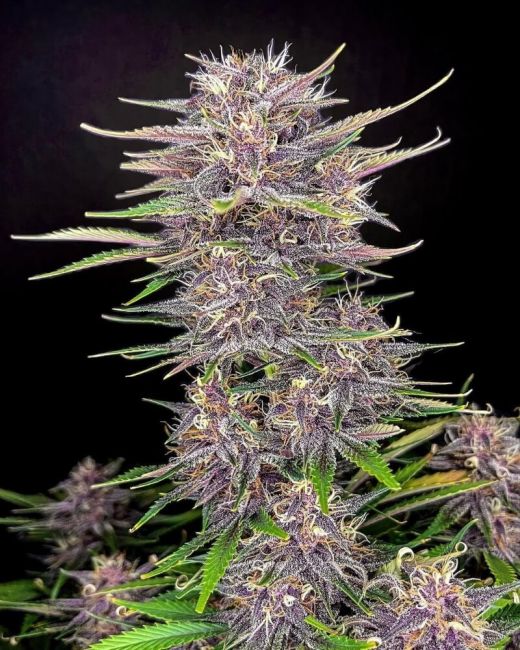 Banana Purple Punch Auto Fem seeds