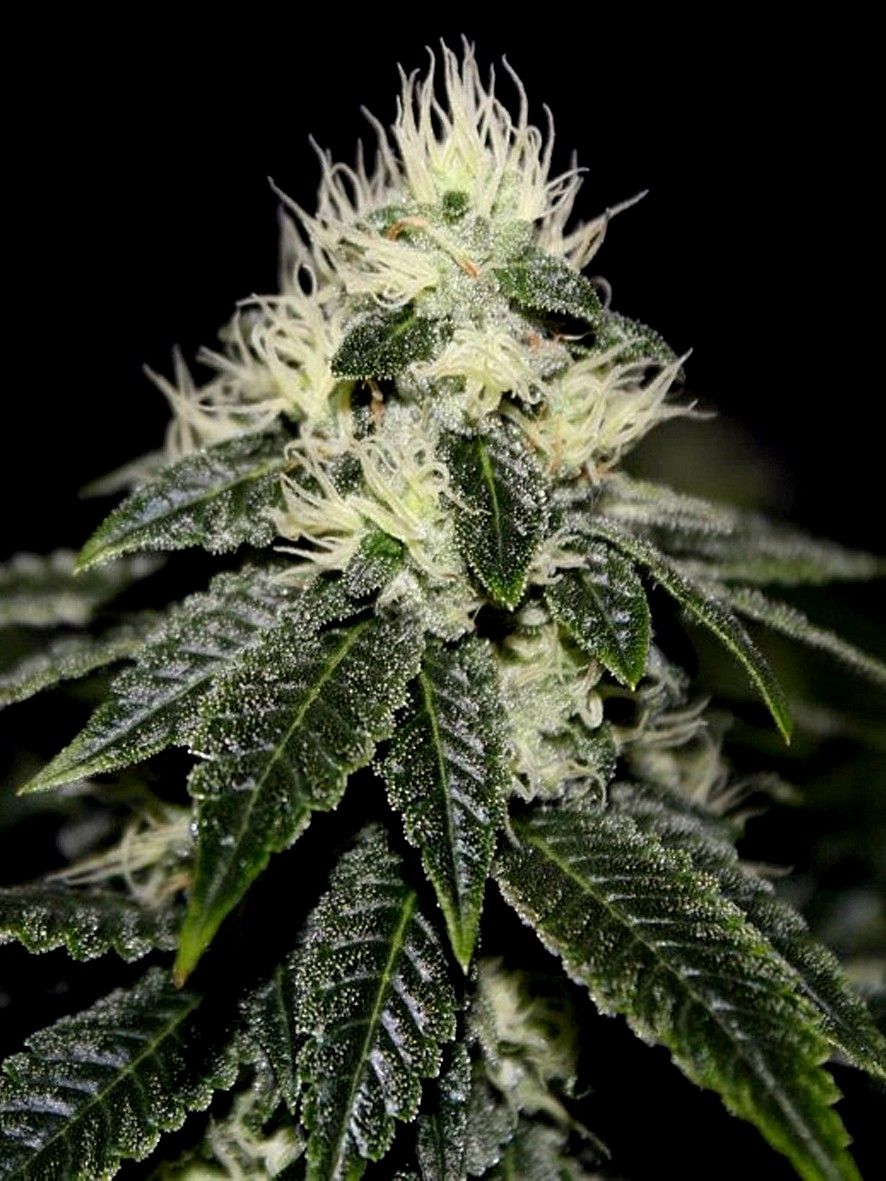 CHEM 91 by Cali Connection Strain Feminized Cannabis Seeds  The Famed Chem 91 Sk Va clone only