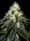 CHEM 91 by Cali Connection Strain Feminized Cannabis Seeds  The Famed Chem 91 Sk Va clone only