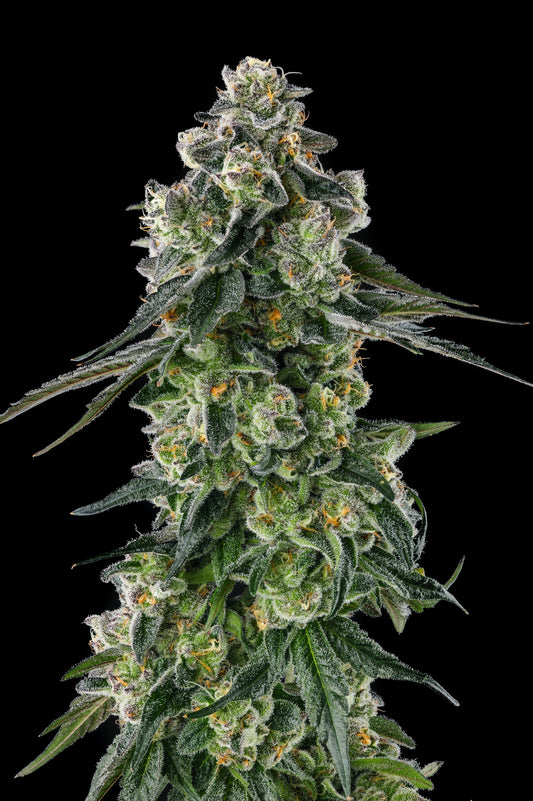 Compound Genetics AFTERS feminized seeds breeder pack
