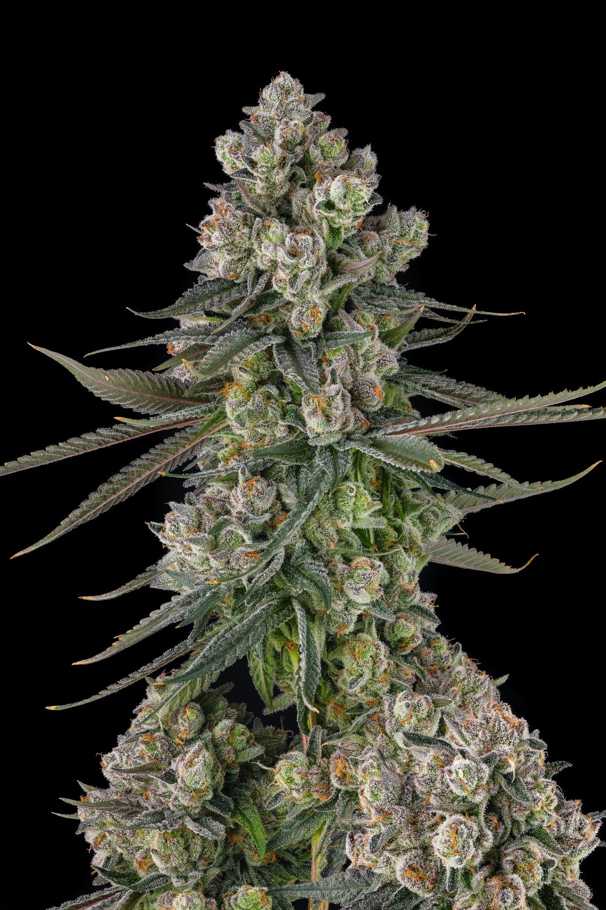 Compound Genetics GLUE LOTUS feminized seeds breeder pack