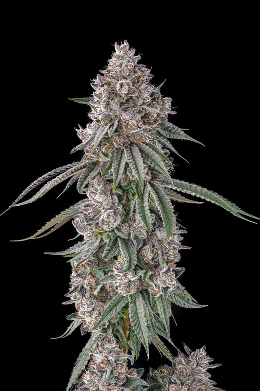 Compound Genetics LEMON CHAIN feminized seeds breeder pack