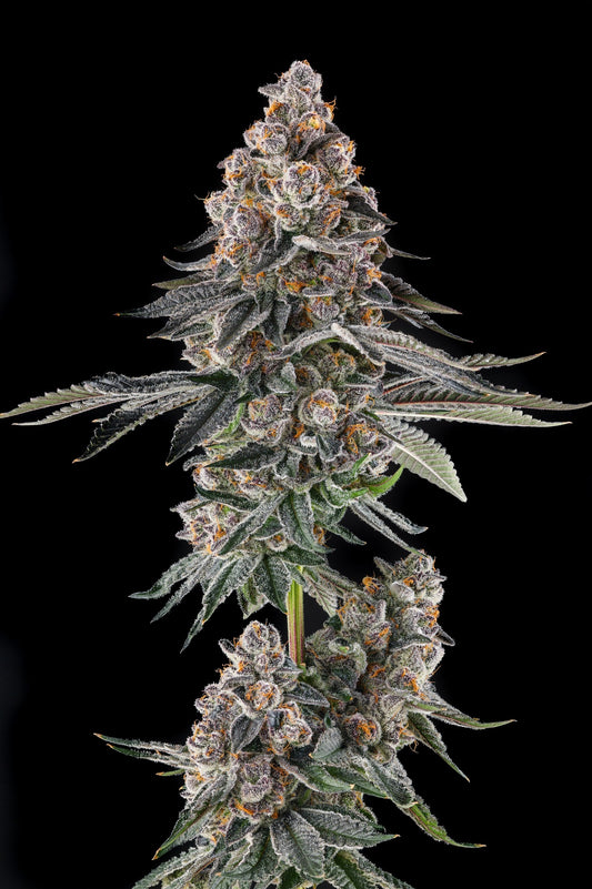 Compound Genetics MAILBOX MONEY feminized seeds breeder pack