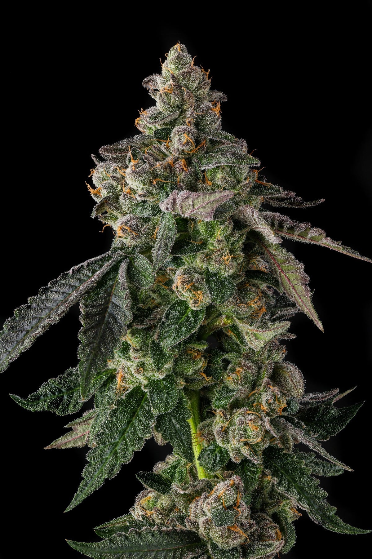 Compound Genetics WOKSTAR feminized seeds breeder pack