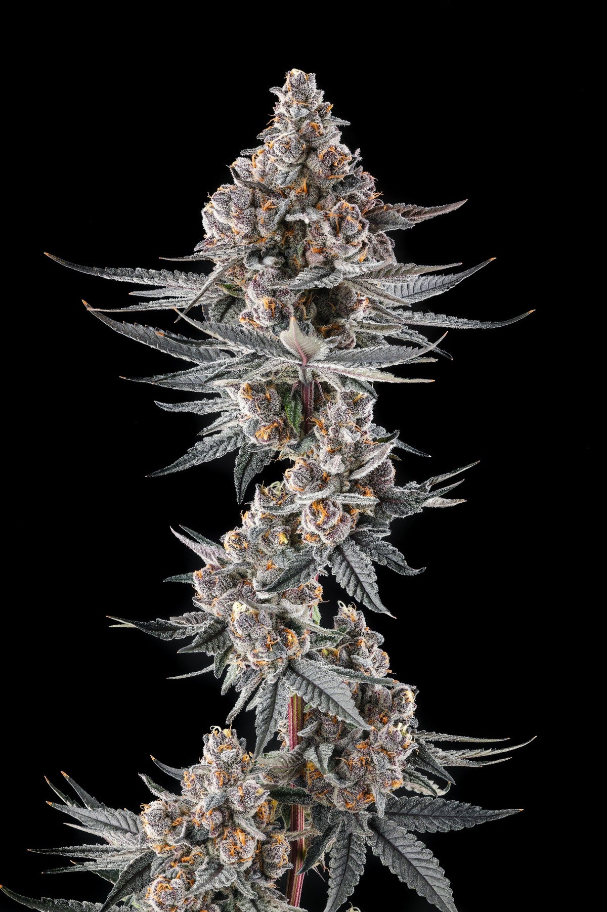 Compound Genetics Eye of JAH feminized seeds breeder pack