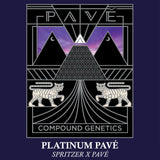 PLATINUM PAVÉ Spritzer x Pavé Strain Compound Genetics Feminized Seeds