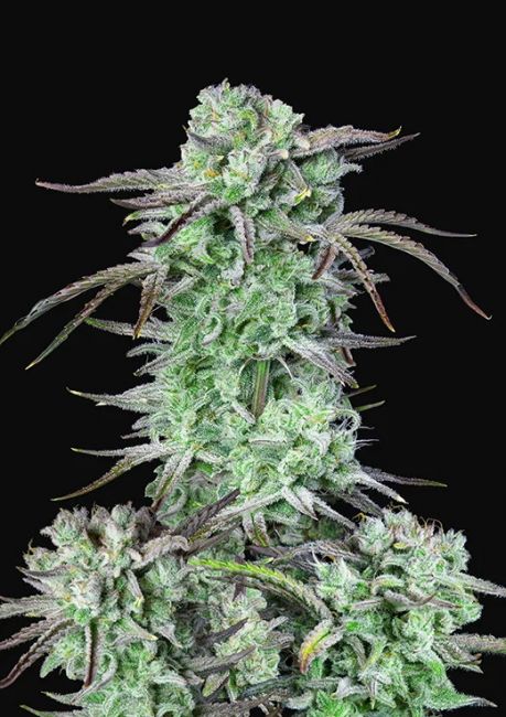 Strawberry Banana Auto Fem Seeds USA