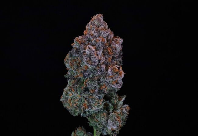 Green Apple Candy S1 seeds
