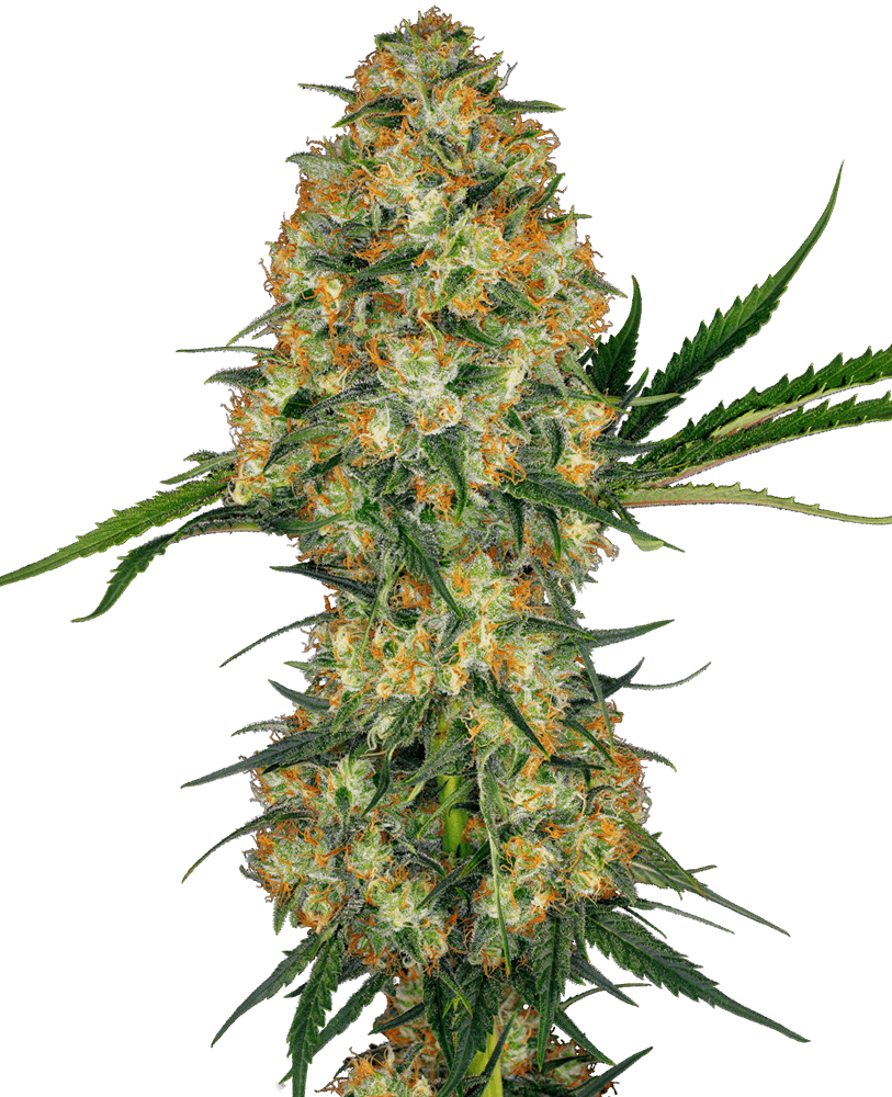 Hindu Kush Strain Regular  Cannabis Seeds by Sensi Seeds