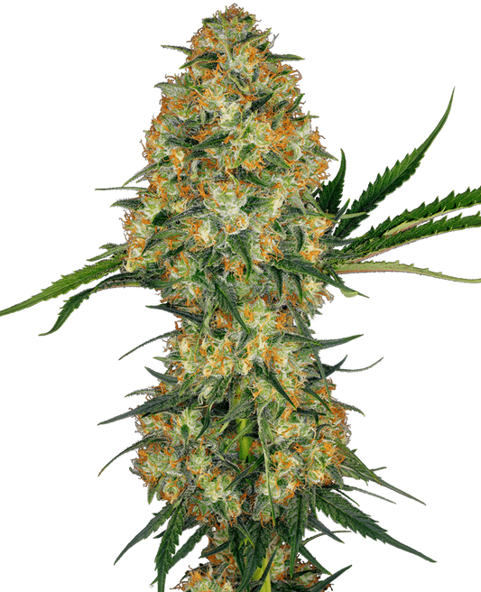 Hindu Kush Strain Regular  Cannabis Seeds by Sensi Seeds