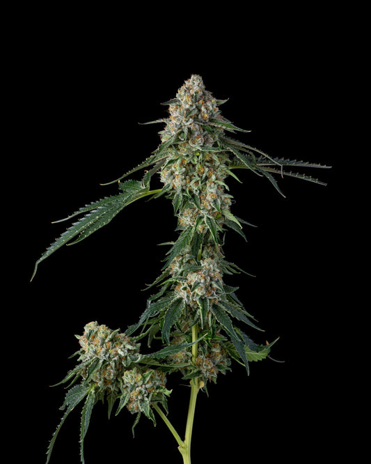 Honeycomb Pave Seeds Compound Genetics